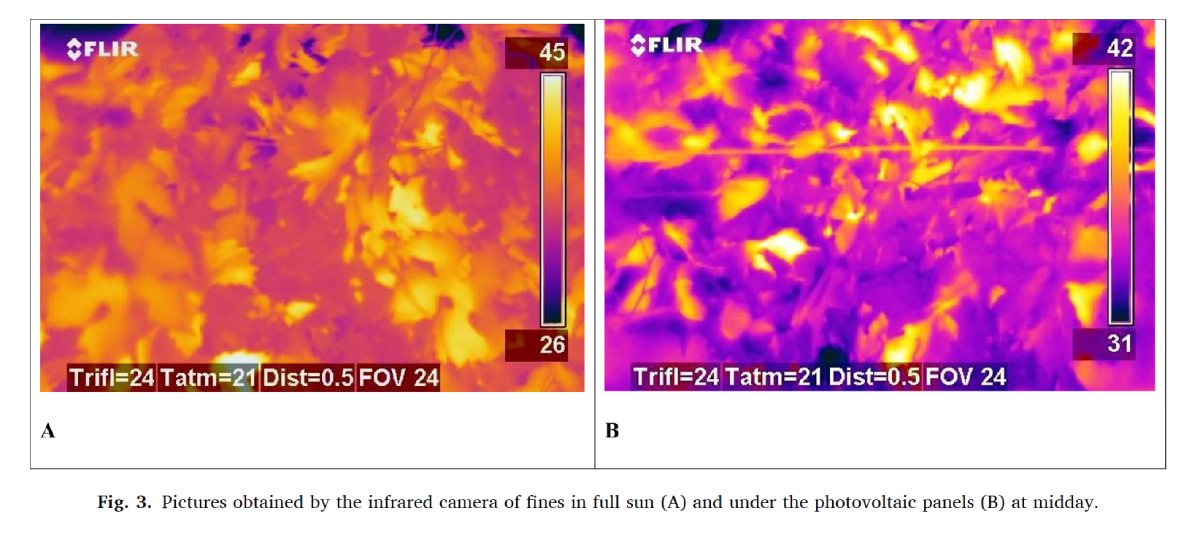 Con una camera ad infrarossi è stato possibile determinare la temperature di una vite in pieno sole (A) e ombreggiata dal pannello (b)